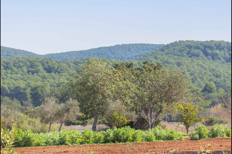 Authentic, secluded, beautiful – country house near Santa Agnes
