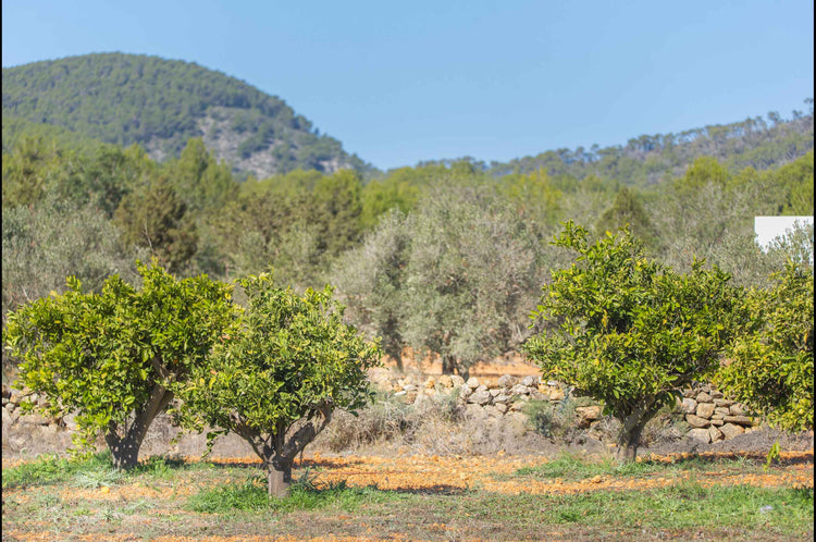 Authentic, secluded, beautiful – country house near Santa Agnes